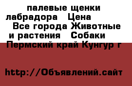 палевые щенки лабрадора › Цена ­ 30 000 - Все города Животные и растения » Собаки   . Пермский край,Кунгур г.